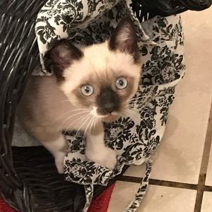 Meet your Posher, Patti